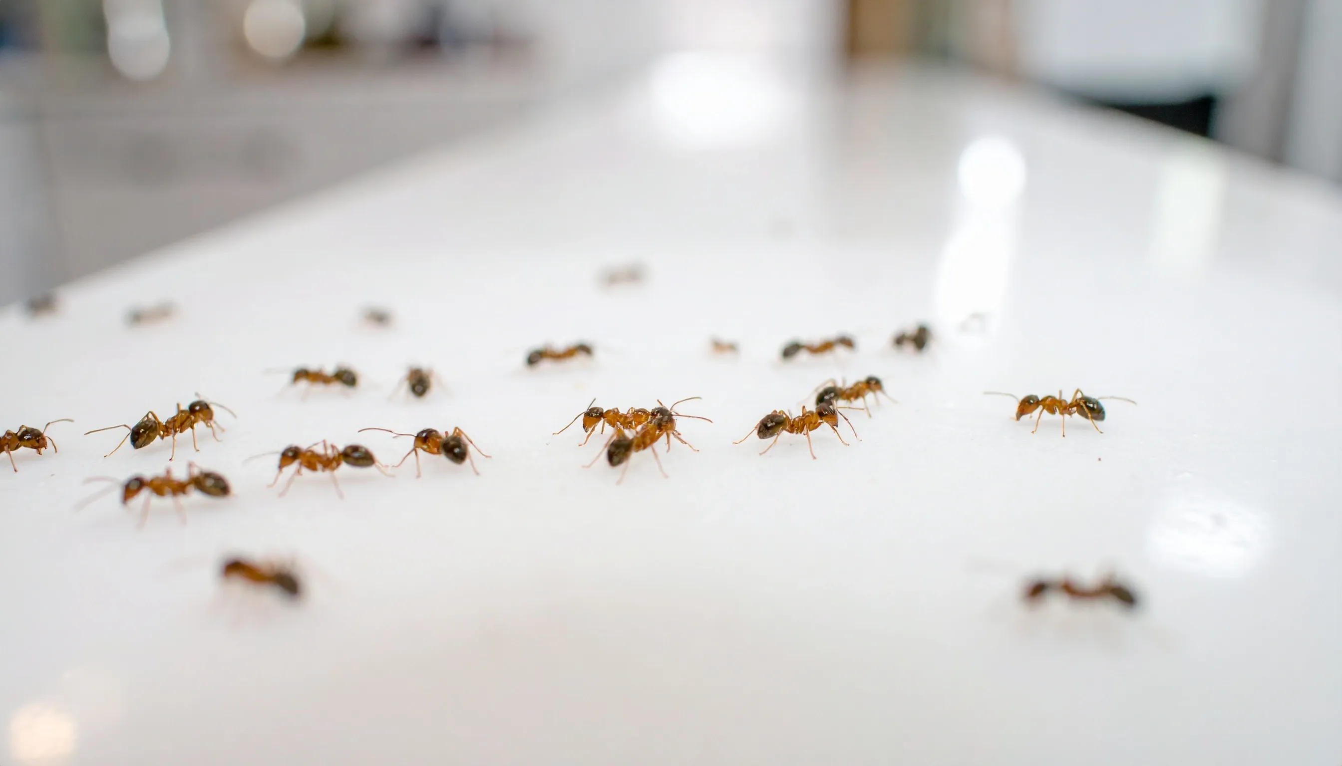 Choose ant pest control service Sydney