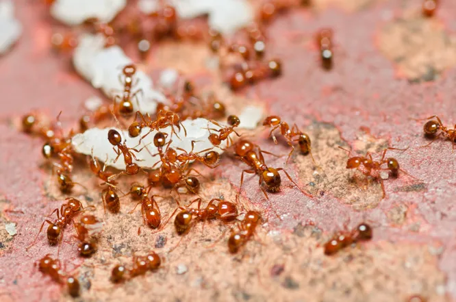 Fire ants identification Australia