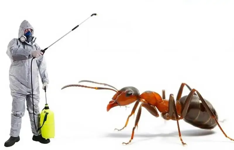 Super Pest Controler technician applying ant treatments