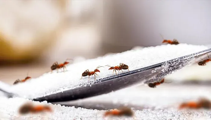 Ant control for Epping subfloors and garden edges