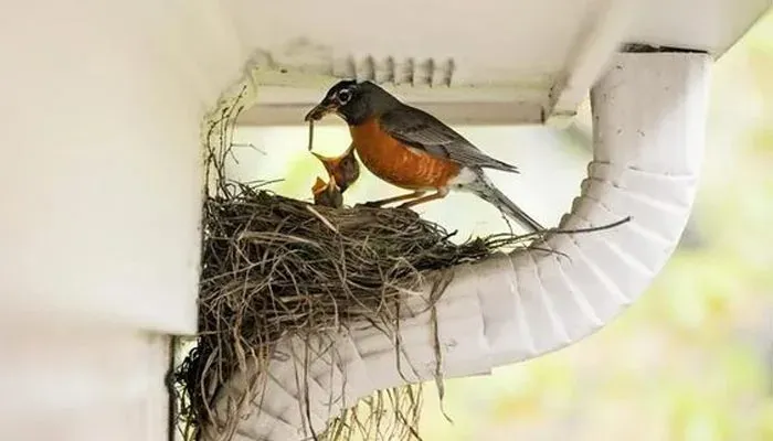 Bird nesting and proofing control