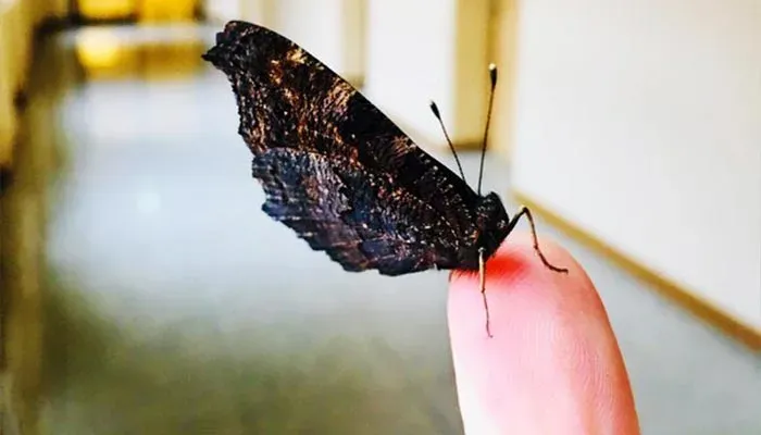 Moth Pest Control