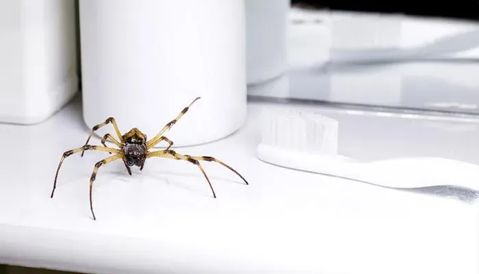 Spider treatment for Epping and North Epping homes