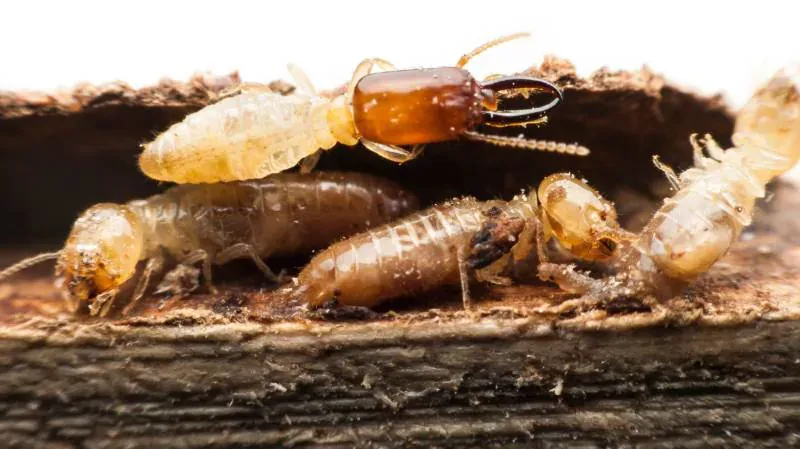 Pest technician conducting AS 3660.2 termite inspection in Epping